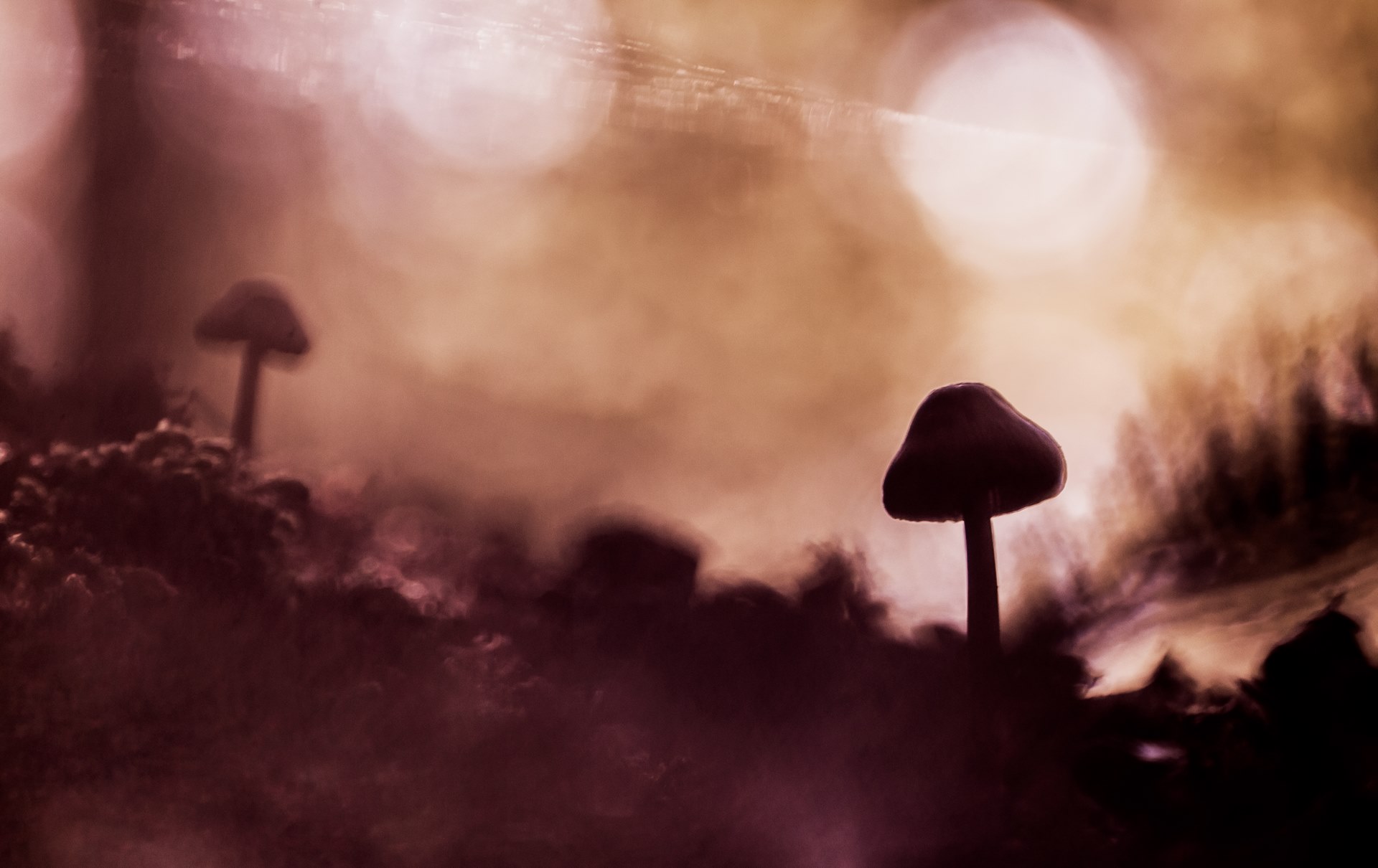 paddestoelen_vk